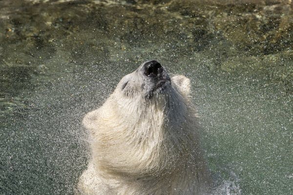 Polar bear arrives at Como Park Zoo in St. Paul