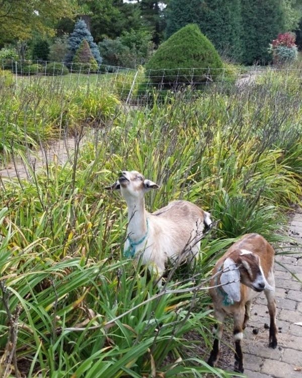 Goat In Garden Goats In The Garden