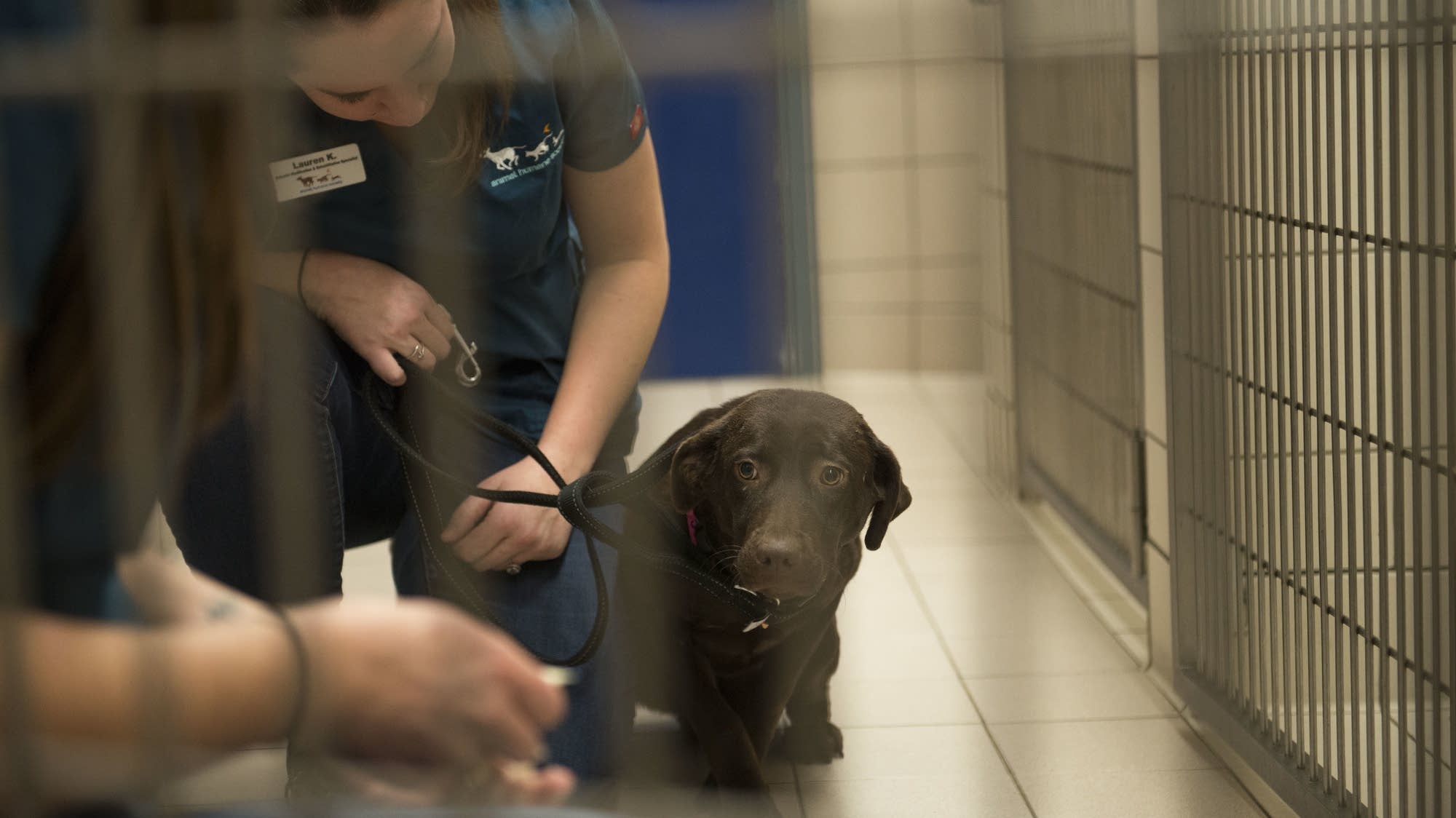 Animal transports bring thousands of rescues to homes in Minnesota