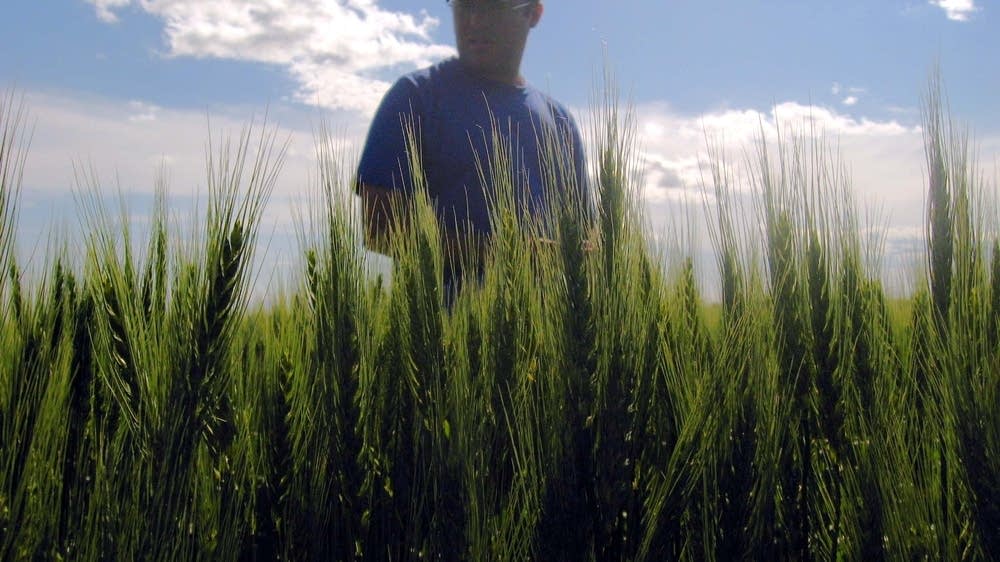 A Minnesota farmer checks his fields MPR News