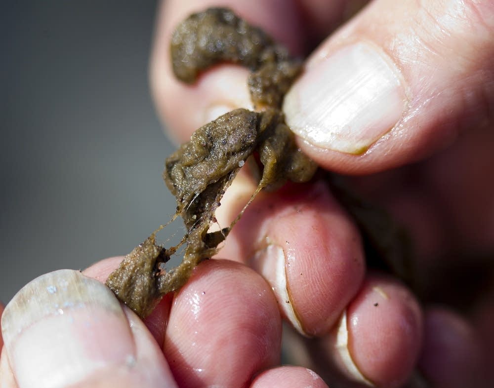 Didymo, aka rock snot