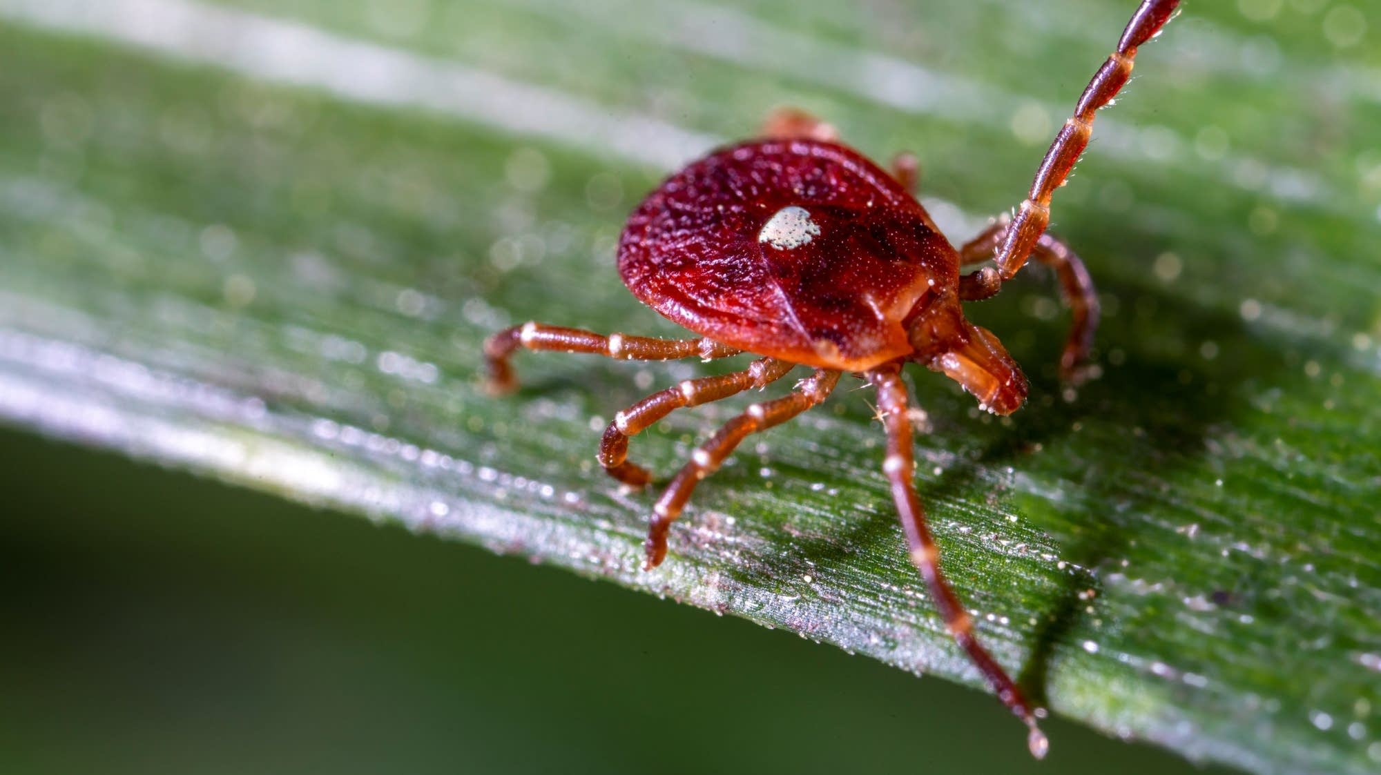 Ticks increasingly threaten the health and livelihood of ranchers