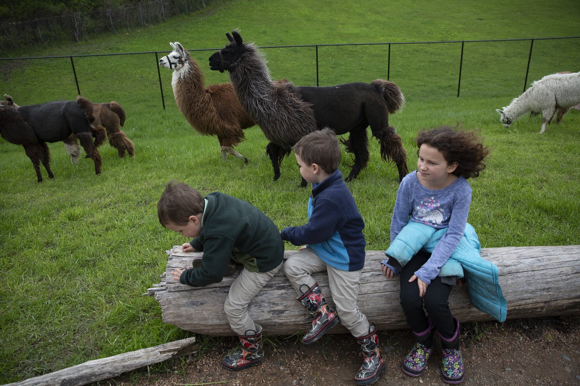 Jude and Jameson Larsen, 4, and their sister Amelia, 9, watch llamas roam.