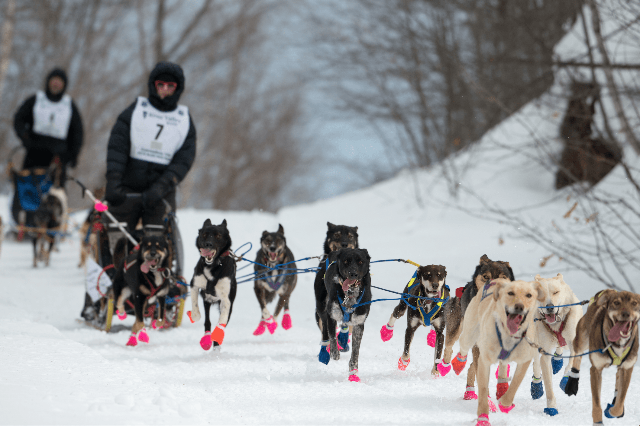 Blair Braverman and her dogs on the trail