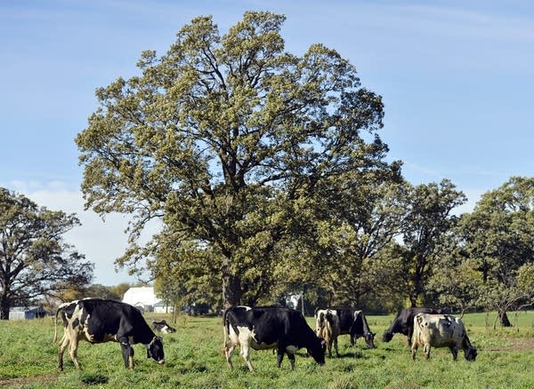 Grazing cows