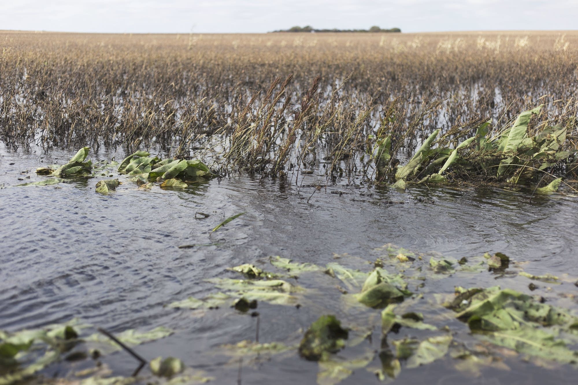 A soybean field is flooded on Thursday in Buffalo Lakes, Minn.