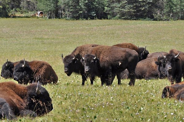 Senator pushes plan to manage Grand Canyon bison