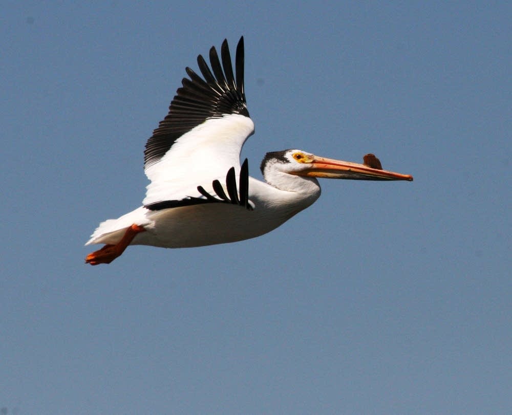 White Pelican