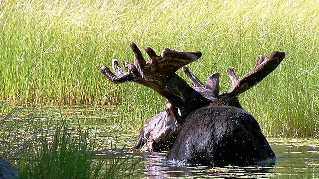 Minnesota moose population holds steady
