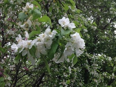 linda carlson spring trees in bloom music in bloom