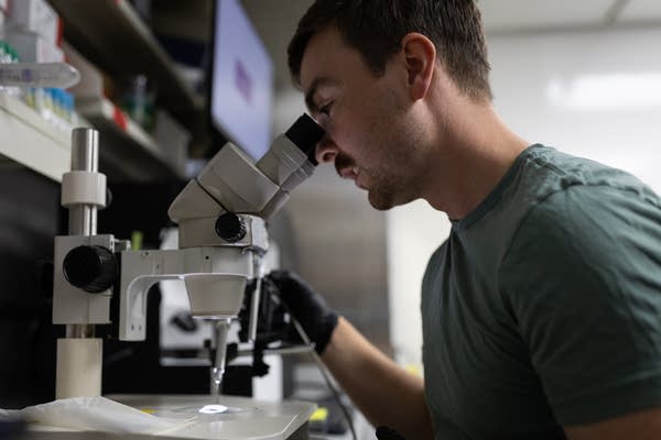 A man looks into a microscope