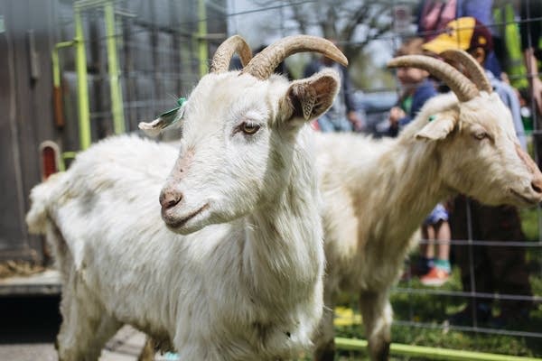 Goats head for the hills of Indian Mounds Regional Park. 