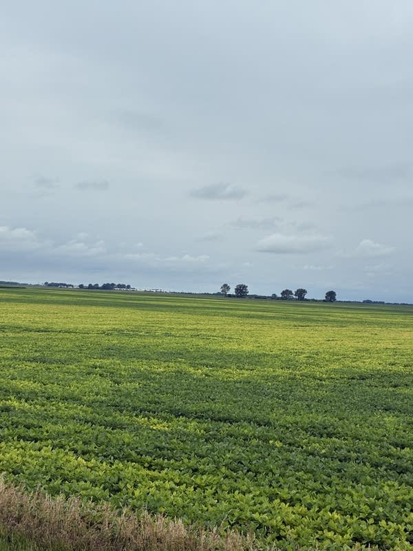 A field of infected soybeans