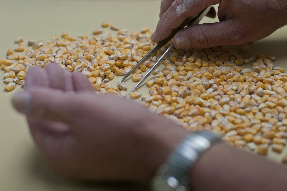 Using tweezers to go through corn samples.