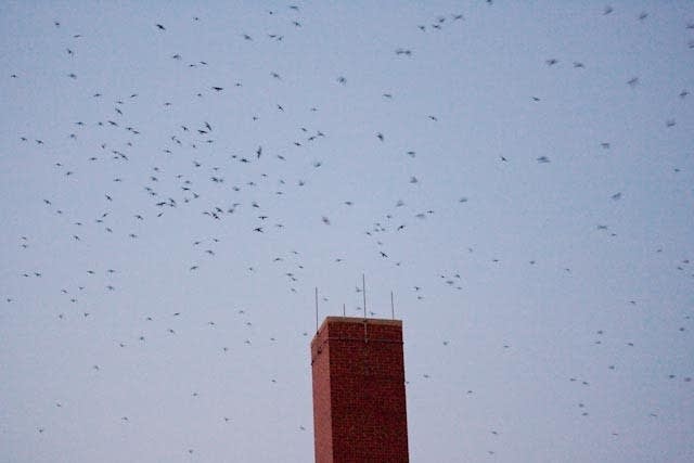 Gathering of Chimney Swifts