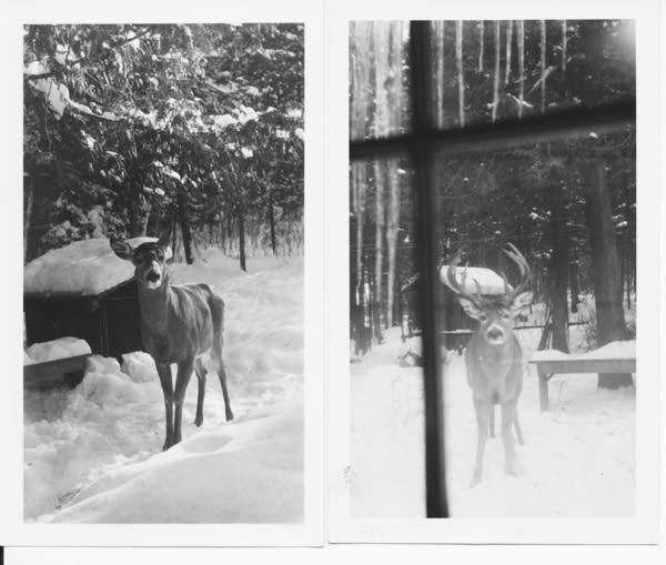 Two black-and-white photographs side by side of deer standing in a snowy forest, as seen through a window.