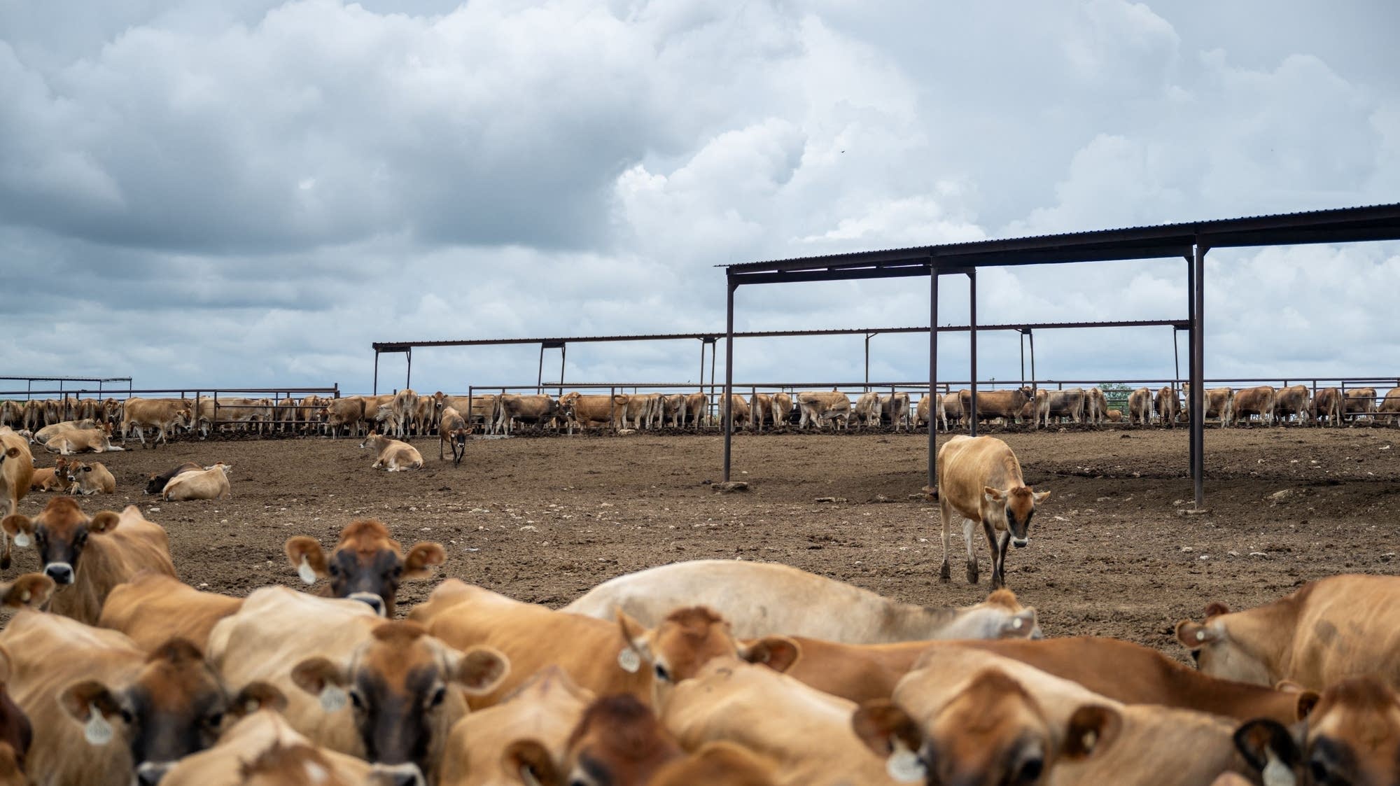 Meatpacking plants close as U.S. cattle herds shrink to a nearly 75-year low