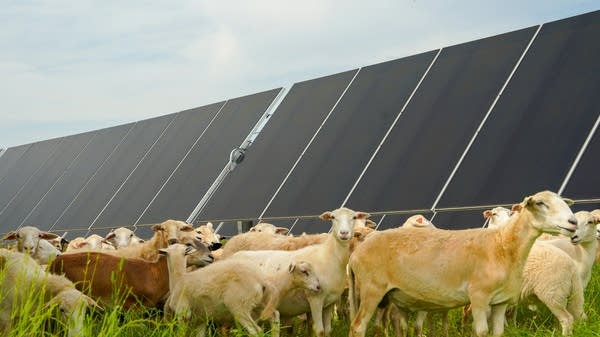 Sheep graze under solar panels in Lee County, Georgia, keeping the vegetation in check while the panels provide shade and generate electricity.