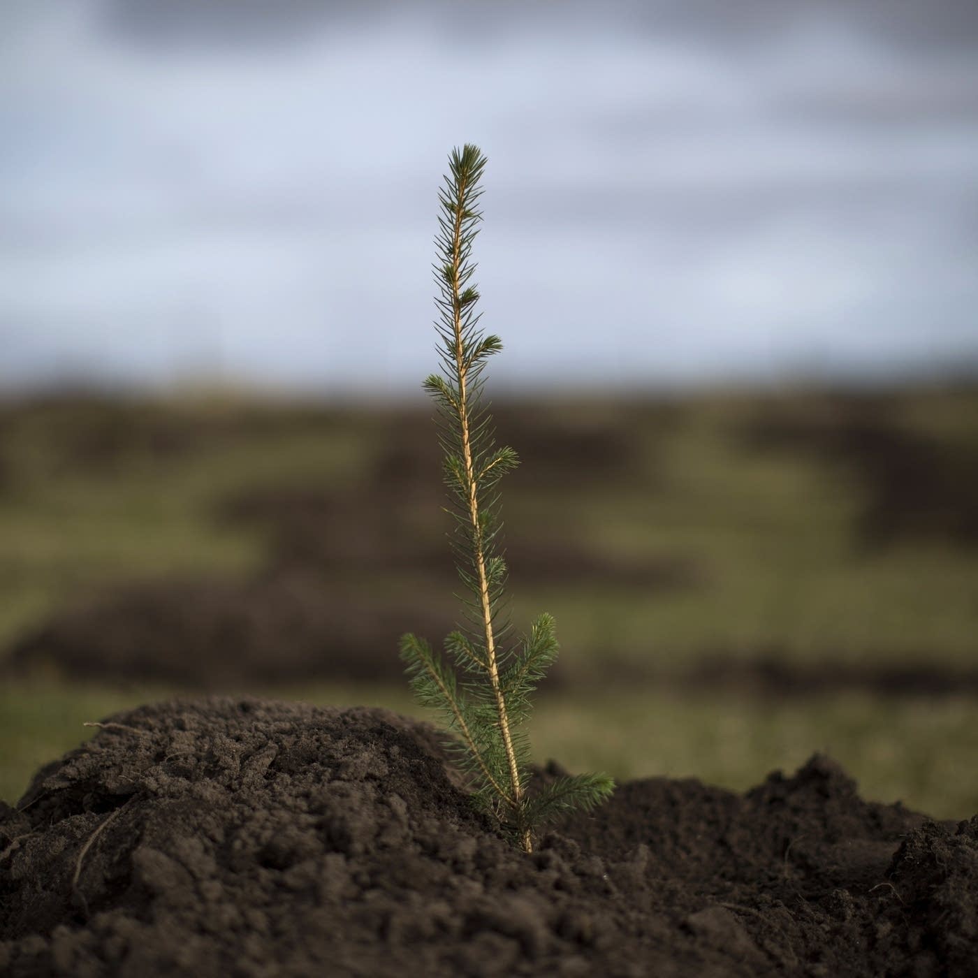 Can credit card companies plant the trees they say they will?
