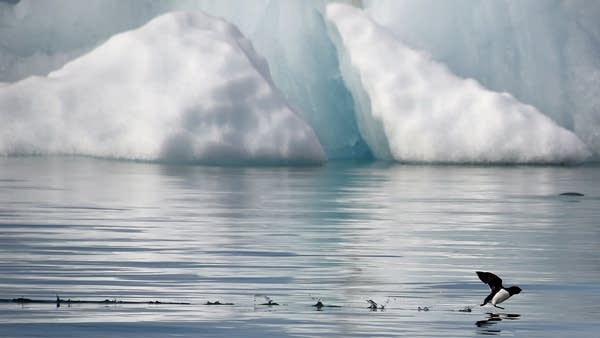 A little auk (Alle-alle) flies near the Kronebeene glacier in the Svalbard archipelago, in the Arctic Ocean, on July 21, 2015.