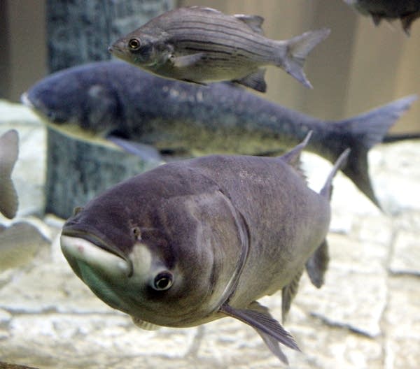 Feds pass on surest solution to Asian carp advance