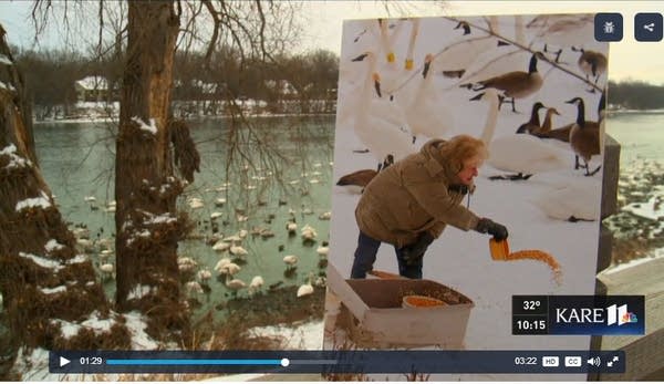 Once down to a few, trumpeter swans rule in Monticello