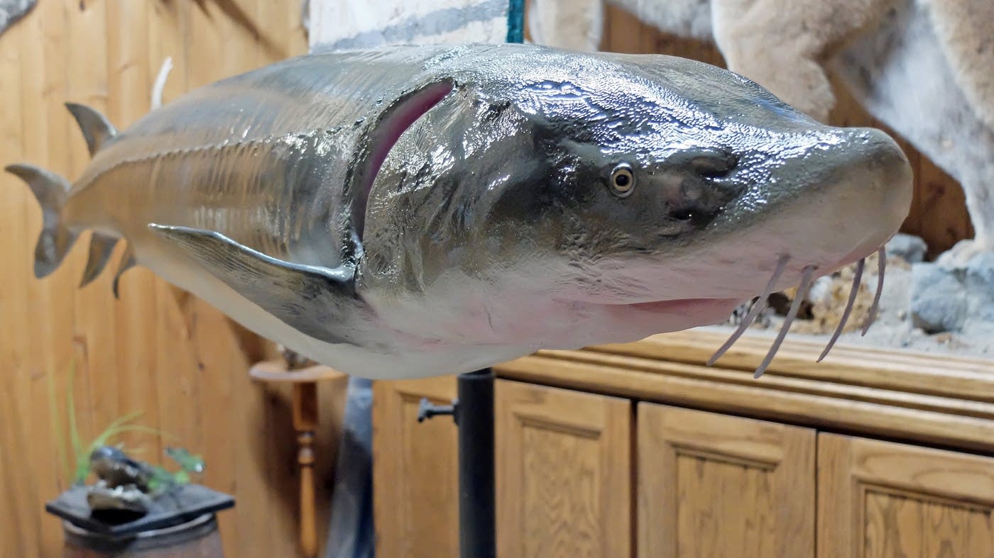 Best Minnesota fish story ever? The monster sturgeon of Lake Lida MPR