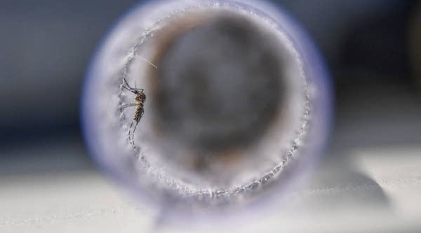 The number of people who got sick in the United States from an infected mosquito, tick, or flea tripled between 2004 and 2016.