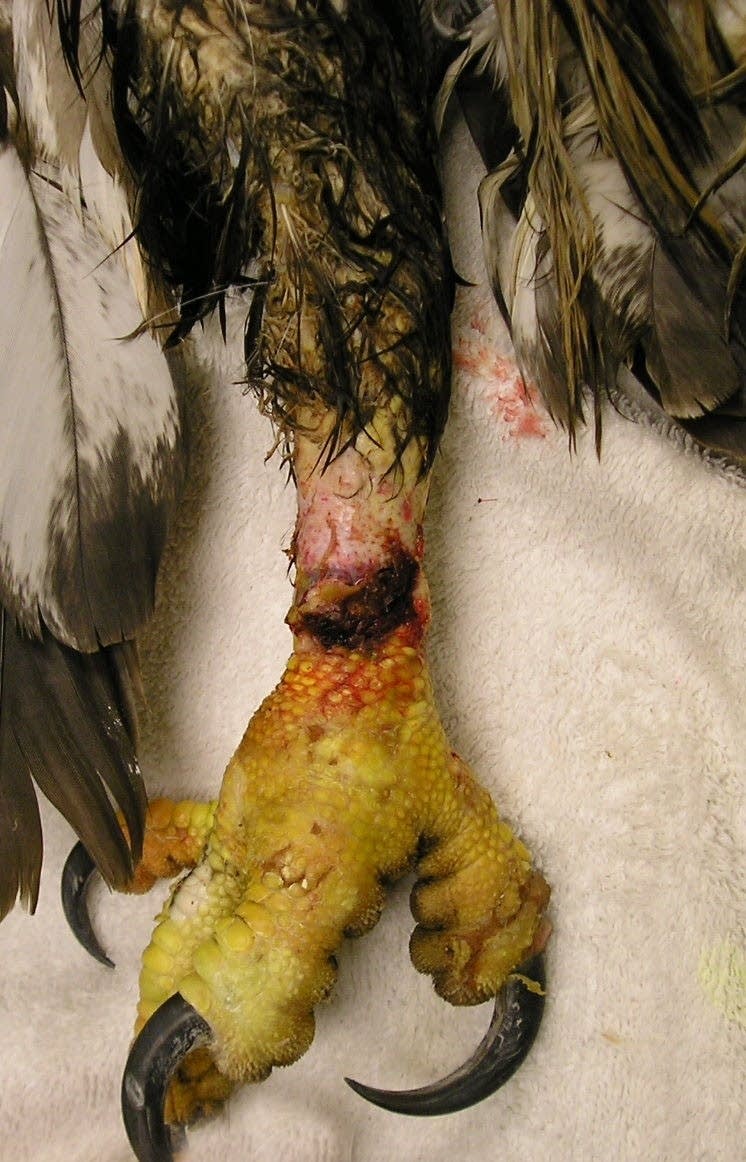 Eagle injury