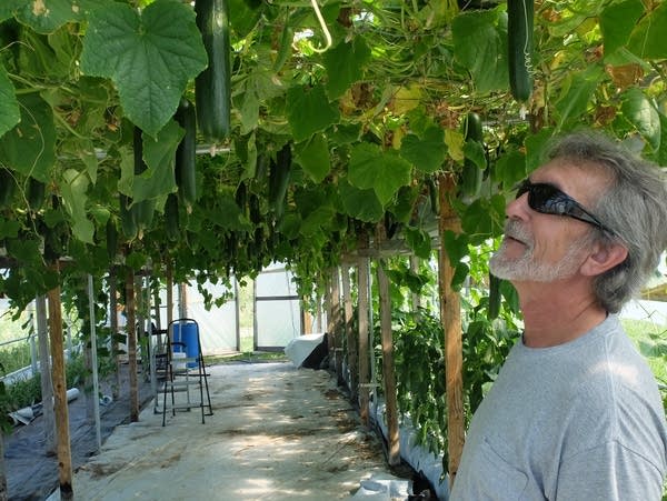 a man looks at plants in a greenhouse