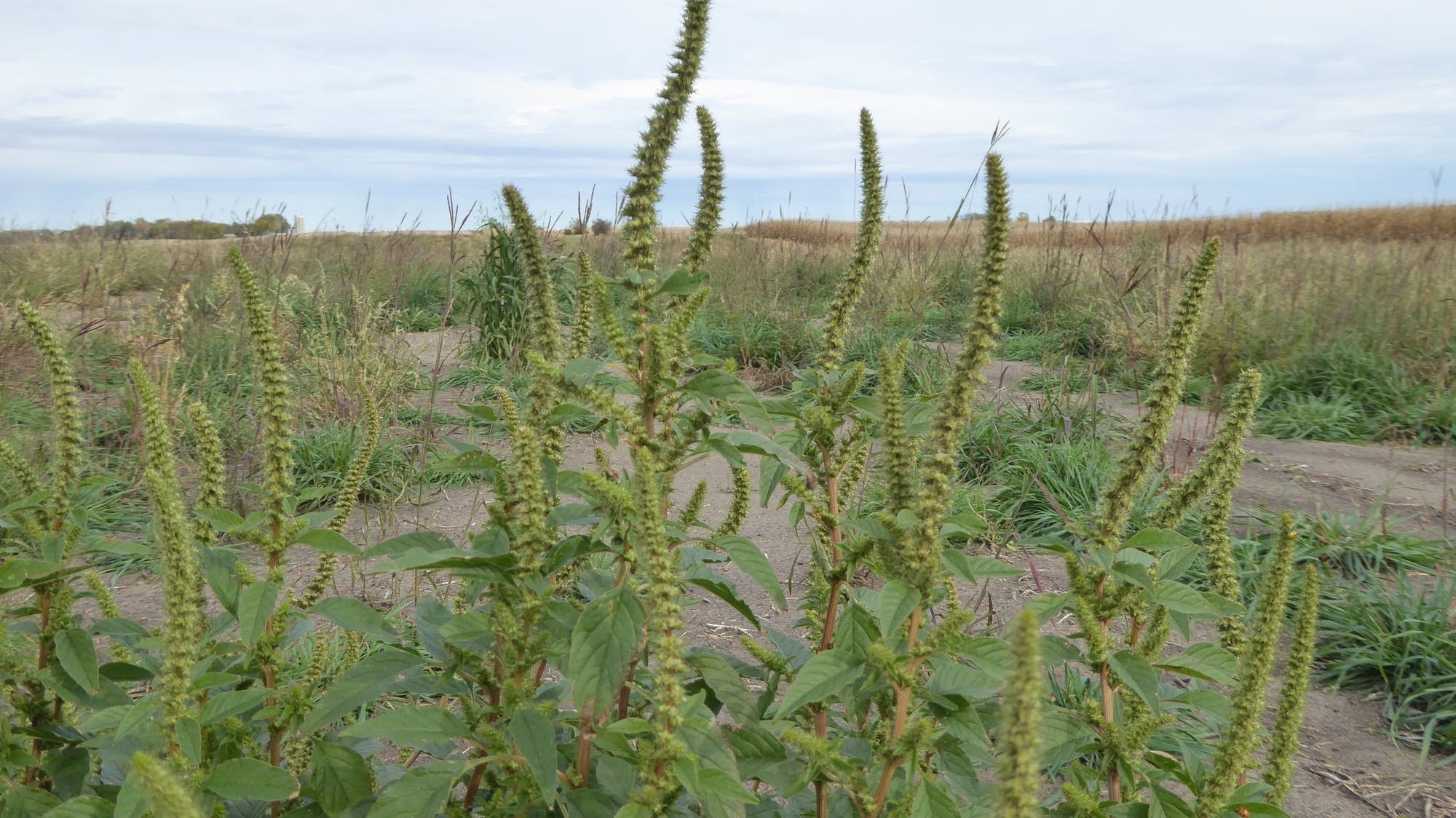 Amaranth Invasive Invasive Palmer amaranth discovered in Houston County | MPR News