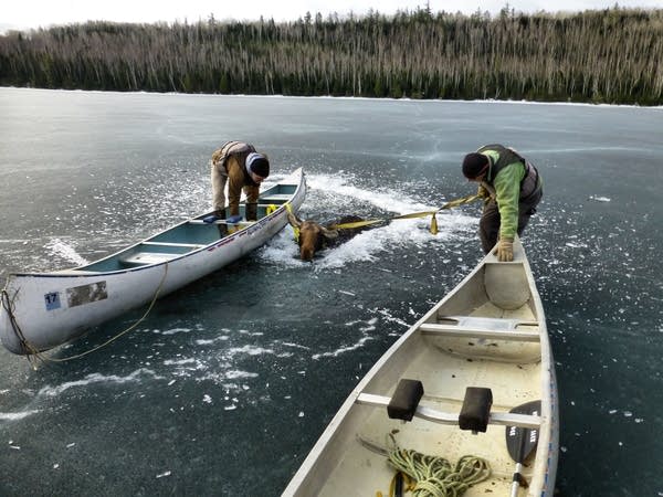 Moose rescue on Hungry Jack Lake