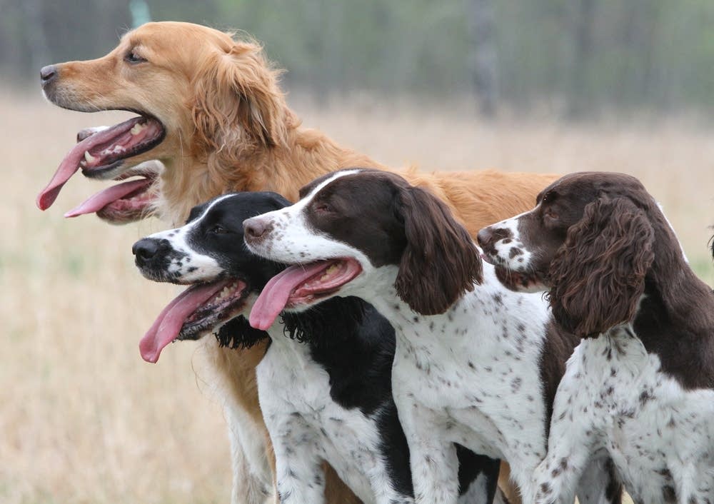 Dogs