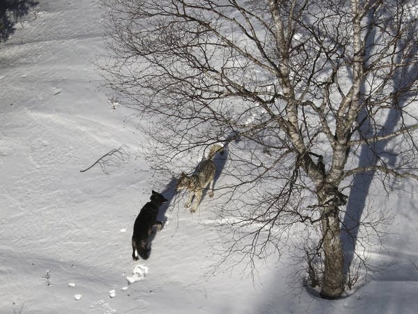 A gray female wolf, right, courts a black male wolf.