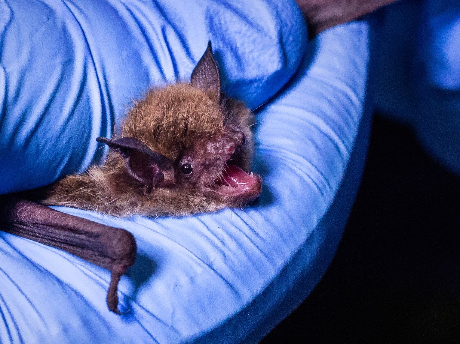 As deadly bat disease takes hold in Minn., scientists focus on future