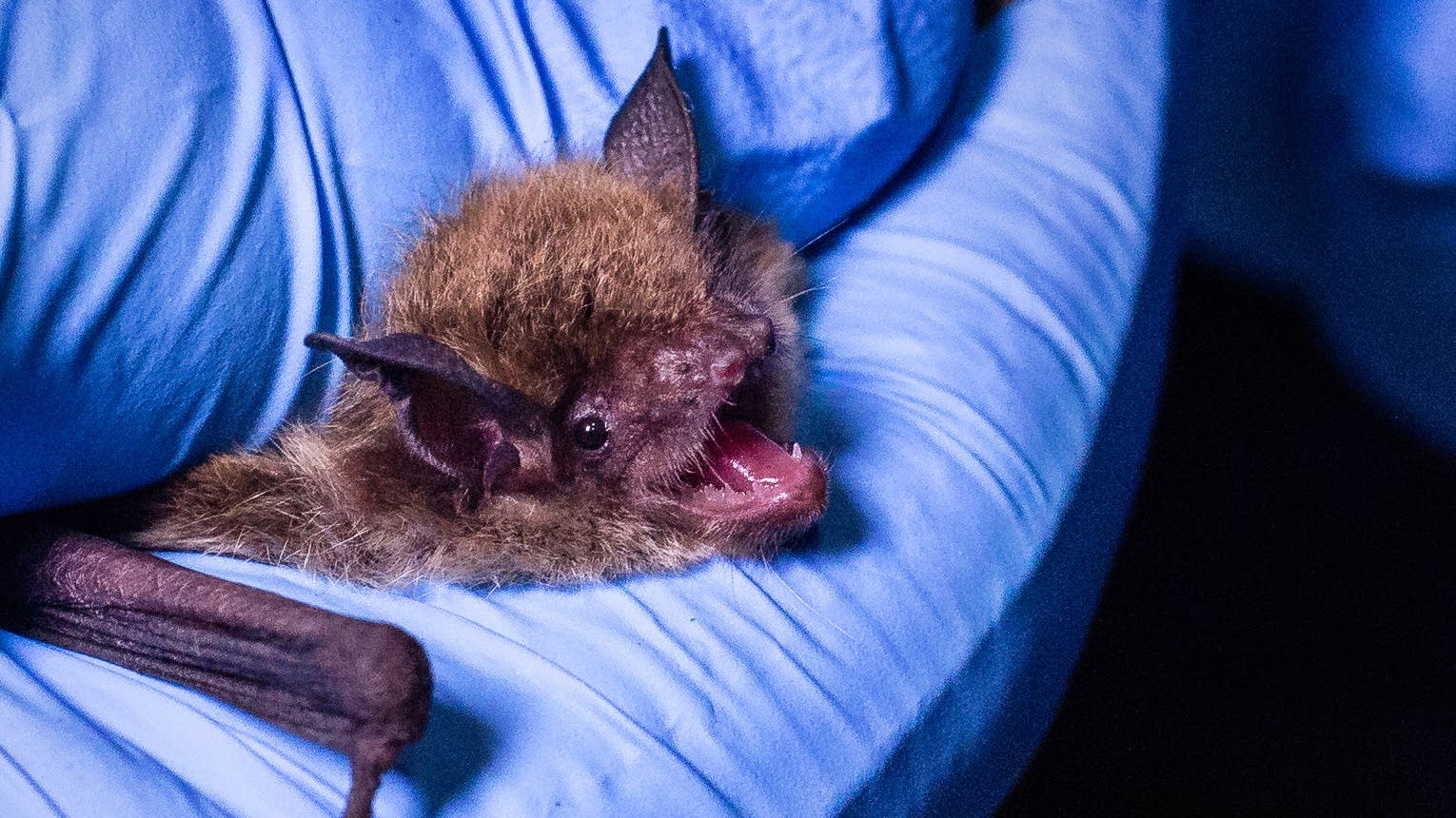 U.S. bat species devastated by fungus now listed as endangered MPR News