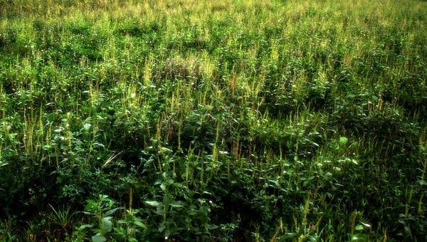 A patch of ragweed