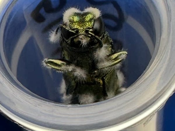 A beetle carcass with fuzzy fungi growing out of it, in a test tube