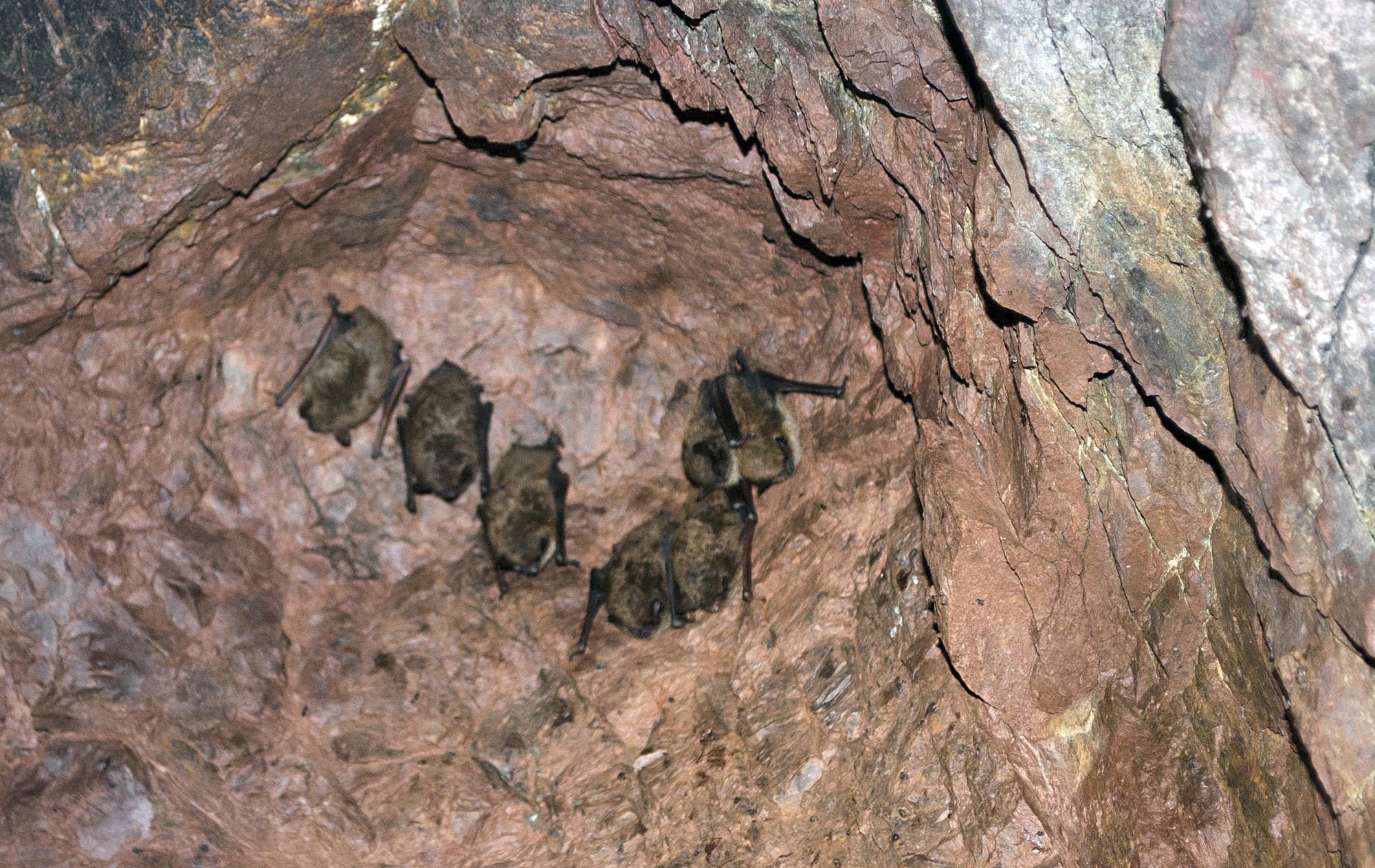 White nose syndrome has killed thousands of bats in the past two years.