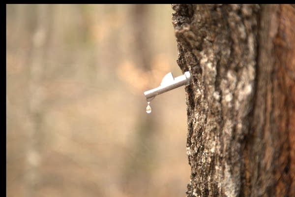 Sap drips out of a tree through a spout