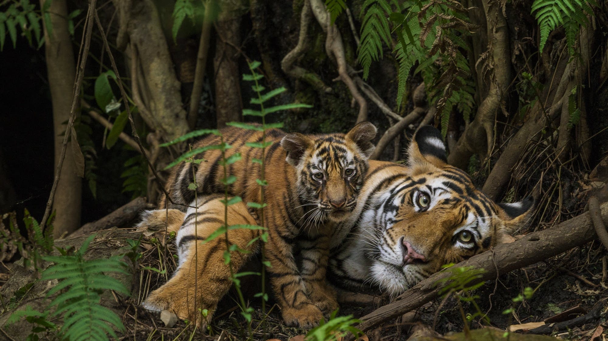 Photographer captures the world's rarest cats in amazing ways | MPR News