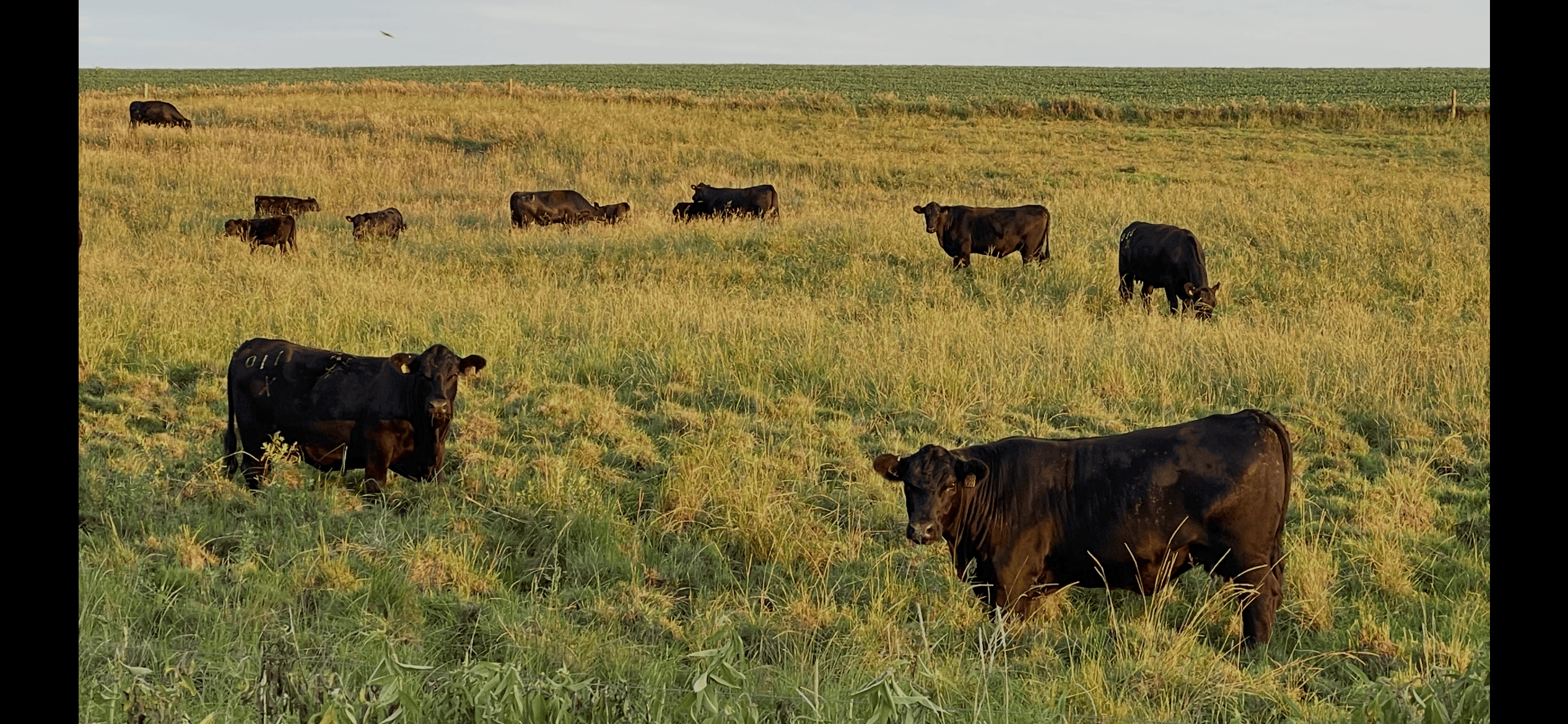 As drought deepens, southwestern Minnesota farmer fears the long-term toll