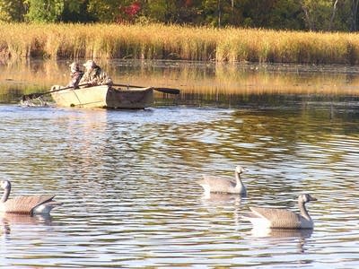 Retrieving ducks