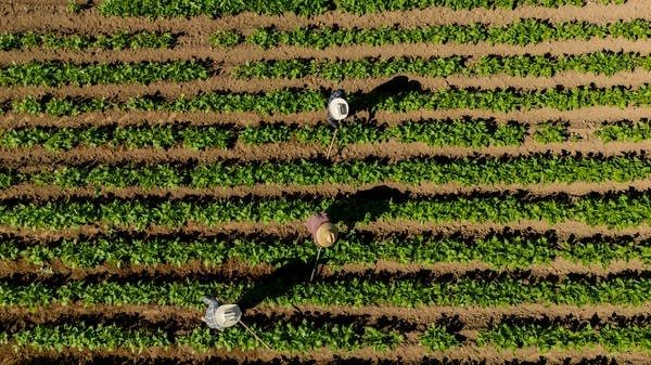 Because farmers' incomes vary so much annually, it's often hard for them to know if they can afford health insurance for the year ahead. 