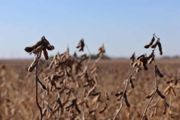 Soybean plants in a field.