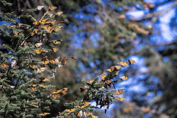 butterflies in a tree 