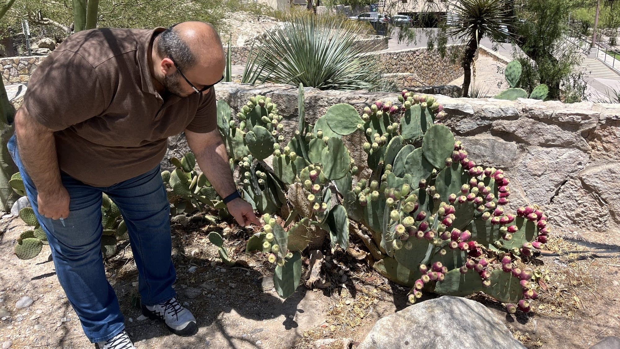 How the prickly pear cactus inspired a design for making clean energy