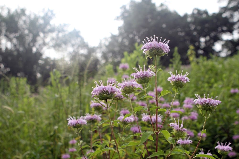 Bee Balm