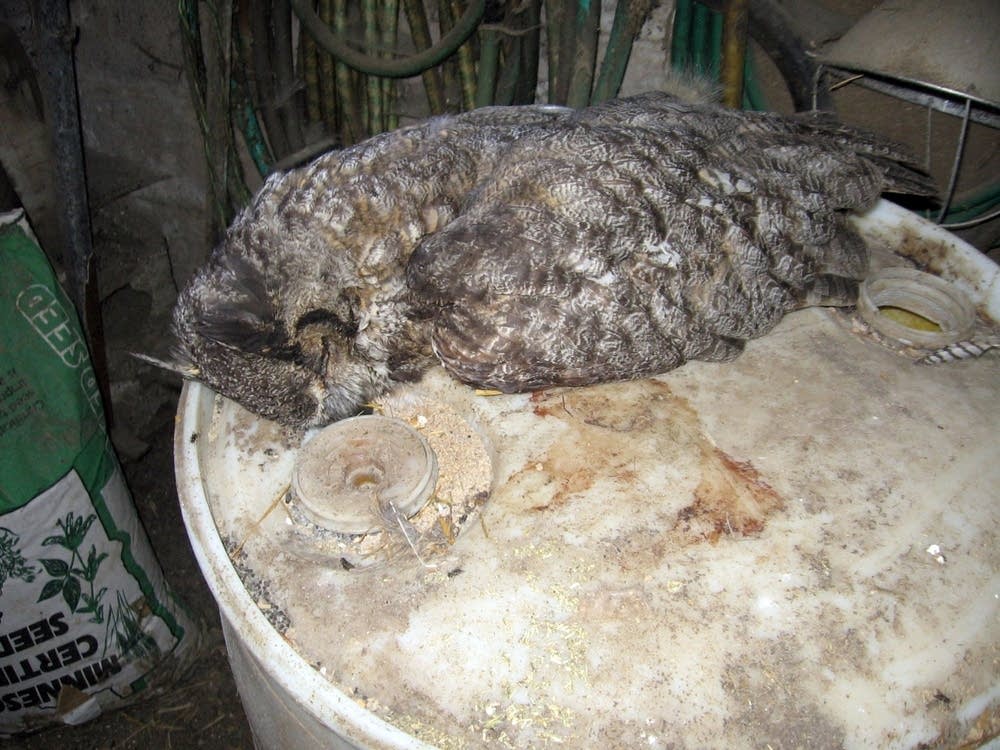 Dead owl