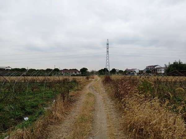 Ma Zuyou's fruit fields in a Shanghai suburb that will soon be paved over with a government road. (Charles Zhang/Marketplace)